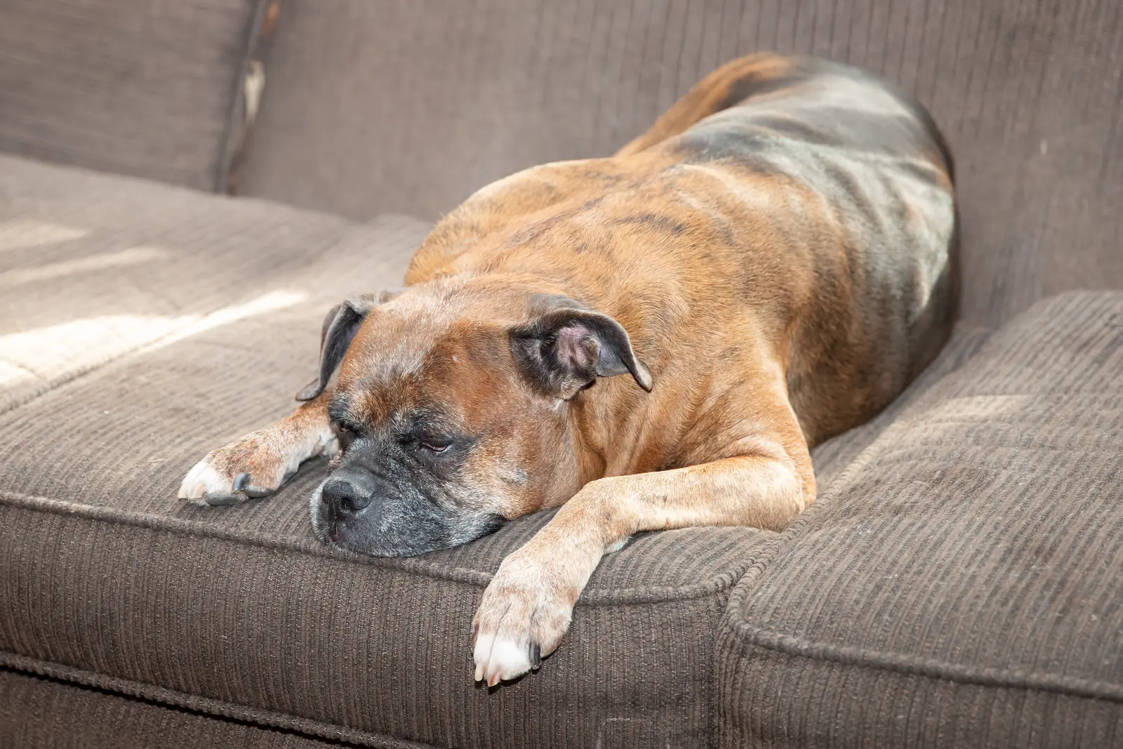 Senior boxer with a gray muzzle resting on the couch at home